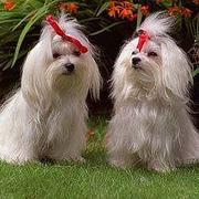 Maltese Breed Information