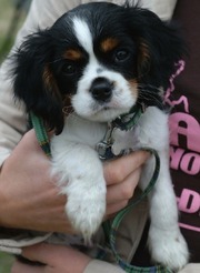 AKC Cavalier King Charles Spaniel Puppies