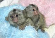  AFFECTIONATE BABY MONKEYS  FOR ADOPTION