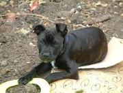 Pitbull staffy Free to good home
