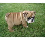 english bull dog puppy fort caring and lovely home