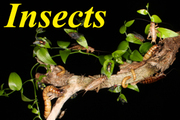 FREE CRICKETS AT THE AMPHIBIAN RESERCH CENTRE