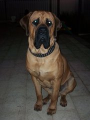 ENGLISH MASTIFF X NEOPOLITAN MASTIFF PUPPIES 