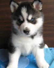 lovely huskies for caring homes