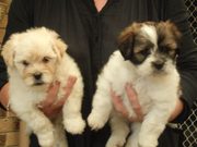 LHASA APSO PURE BRED PUPS