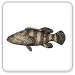 Grouper Fishing in Fort Lauderdale