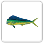 Dorado,  Mahi,  or Dolphin Fishing Guide in Fort Lauderdale