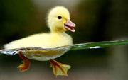 Awesome Pictures