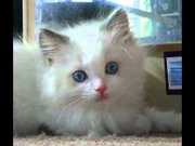 Ragdoll kittens for sale