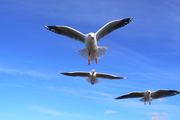 cheap photographic services from an award winning photographer
