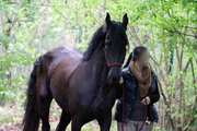 8 year old Friesian Mare 