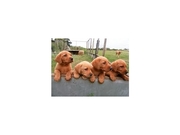 2 FOX RED DOG PUPPY 
