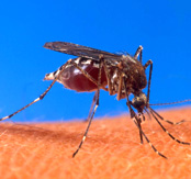 Can’t Control Pest And Termites? Hire Us As A Reliable Solution