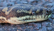 Brisbane Snake Catchers services,  snake removals Brisbane-snakeoutbris