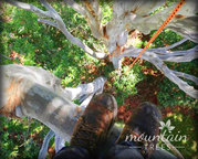 Tree Removing Services Gold Coast