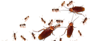 Perth Pest Control