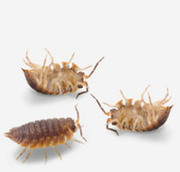 Pest Control Services in Shepparton - Economic Pest Control