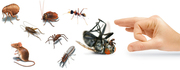 Adelaide Pest Control