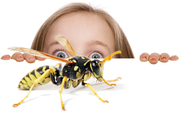 Residential & Commercial Bug Busters of Pest Control in Perth