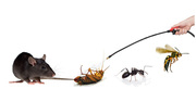 Pest Control consultation Perth