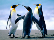 Cleaning Business Management Software