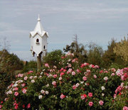 Ultimate Tourist Attraction in Mildura to Enjoy Olive Oil Tour