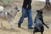 Change your Dog Behavior Problems in Australia