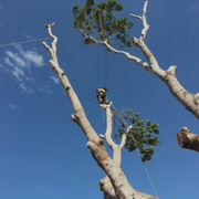 Emergency Tree Removal Services  in Perth