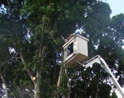 Get Help with Local Tree Services in Perth