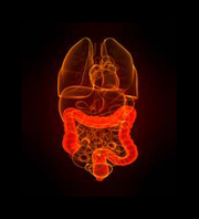 Choose Us for Analysis on Colonics in Adelaide