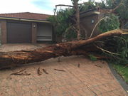 Emergency Tree Removal Sydney