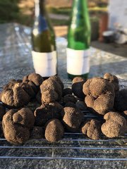 Looking for the Best Truffle Hunters In Australia? - Turalla Truffles