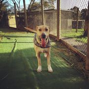 Looking Dog Boarding in South Morang?