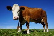Animal Diagnostics in Perth,  Australia | Xytovet