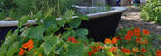 Garden Design Northern Beaches