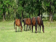 Rural Equine Valuations