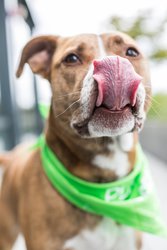 Shop Vegan Pet Food Online | Vegan Earth