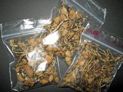 Mushrooms for sale 