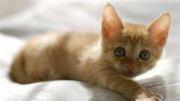 Best Cat Sitter in Melbourne - Cat Minding