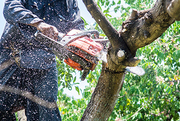 Tree Maintenance Services