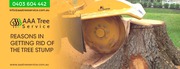 Tree Removal Company