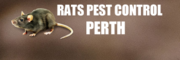 Rat Pest Control Belmont