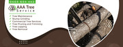 Take the best care for trees with AAA Tree Service 