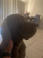 Neopolitan mastiffs
