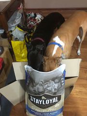 Stay Loyal,  Doing Dog Food Differently!