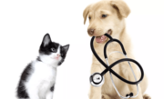  Professional Animal Vaccination in Victoria