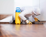 Pest Control South Yarra | Quality Pest Inspection Services