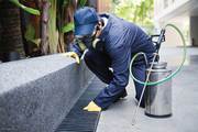 Pest Control Dandenong| Rodent Control 