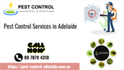 Local Pest Control Services in Bellara,  QLD