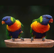 Best food for rainbow lorikeets